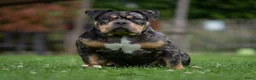 Amerikaanse Bully honden ter dekking: American Bully pocket dekreu  - Advertentie 3