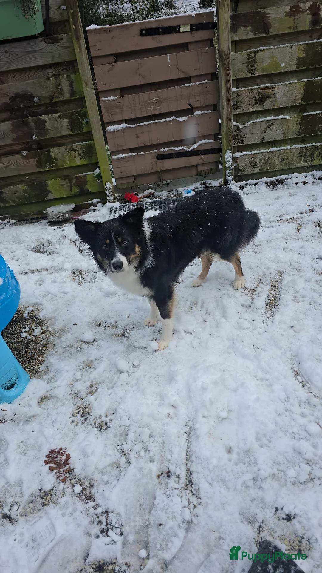 Kruising honden te koop: Superlieve border collie pups - Advertentie 11