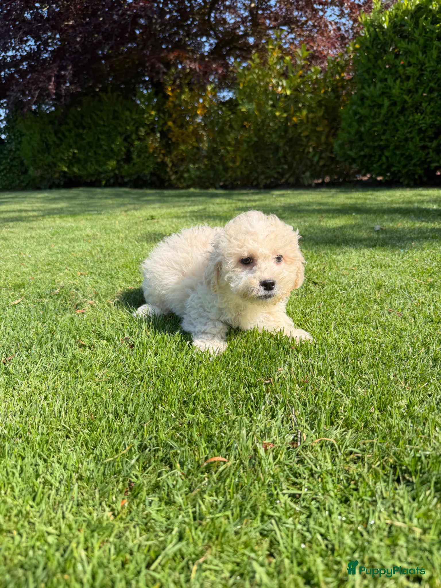 Maltipoo honden Maltipoo (Maltezer x Poedel) pups - Advertentie 1