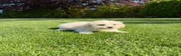 Maltipoo honden te koop: Maltipoo (Maltezer x Poedel) pups - Advertentie 20