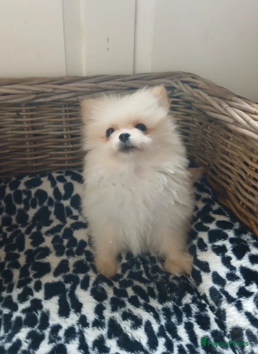 Pomchi honden te koop: Prachtig pomchi teefje - Advertentie 5