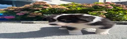 Australian Shepherd honden te koop: Lieve Australian Shepherd pups - Advertentie 3