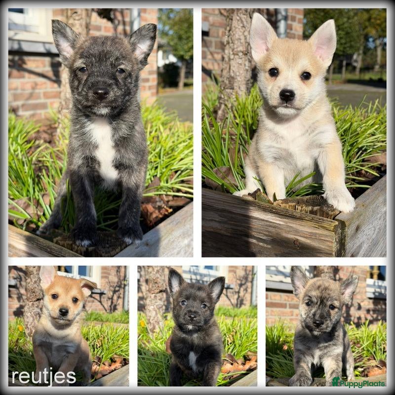Kruising honden te koop: Pomeriaan x Westy kruising pups - Advertentie 1