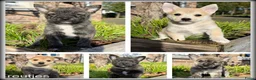 Kruising honden te koop: Pomeriaan x Westy kruising pups - Advertentie 1