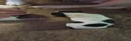 Jack Russel Terriër honden te koop: Lieve Jack Russel pups zoekenalvast een warm nest  - Advertentie 5