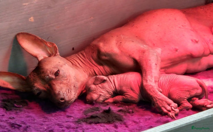 Mexicaanse Naakthond honden - Advertentie 1