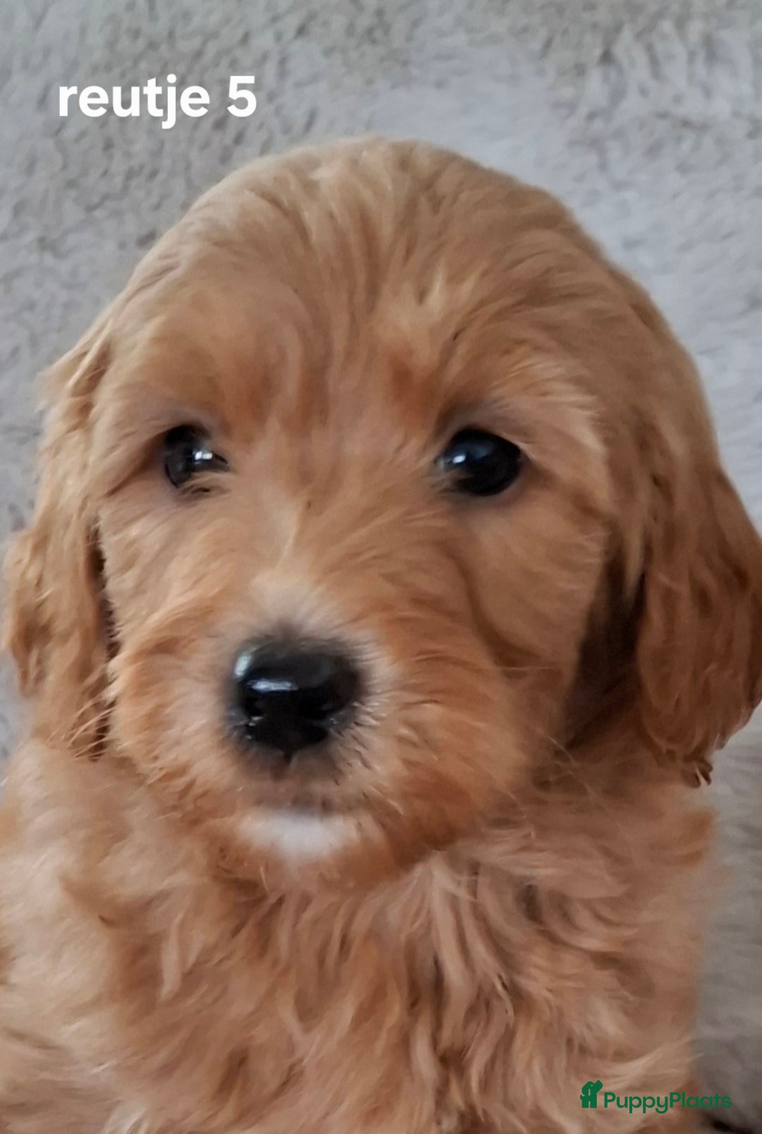 Labradoodle honden te koop: Labradoodle pups kleine  medium  - Advertentie 1
