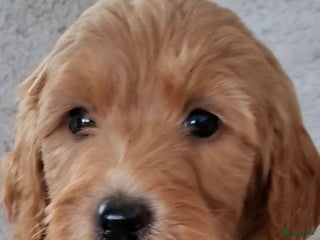 Labradoodle honden Labradoodle pups kleine medium - Advertentie 1