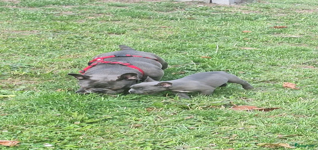 Galerij afbeelding {{count}}