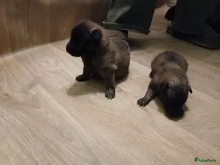 Kruising honden 2 tervurense teefjes pups - Advertentie 2