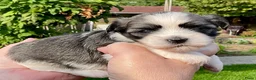 Boomer honden te koop: Boomerpups - Advertentie 19