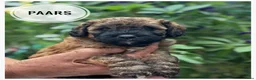 Goldendoodle honden te koop: Goldendoodle pups medium - Advertentie 19