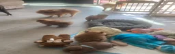 Pomeriaan honden te koop: Kleine Keesjes ( pommetjes) in Den Haag - Advertentie 4