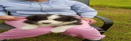 Australian Shepherd honden te koop: Australian Shepherd pup - Advertentie 2