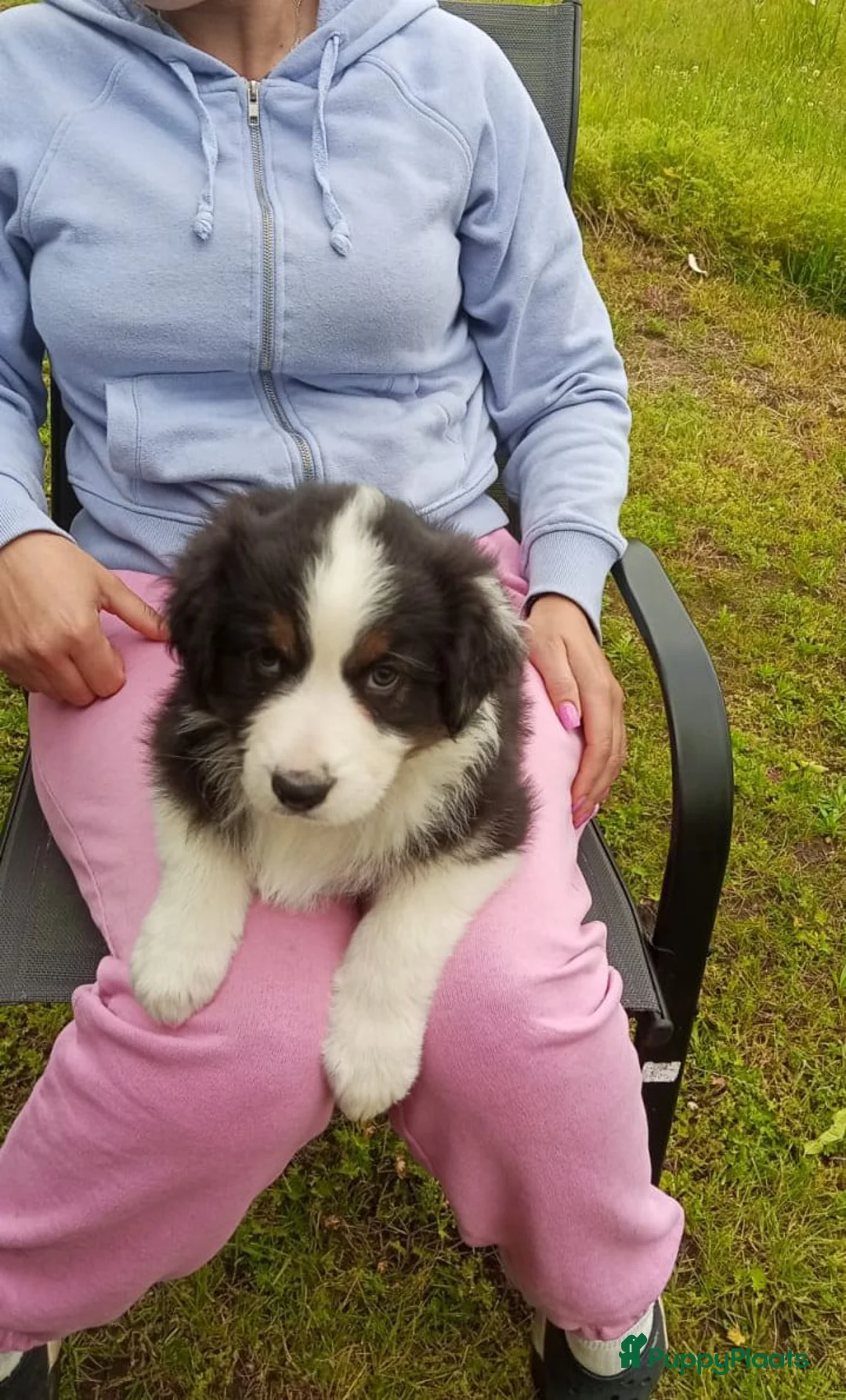 Australian Shepherd honden te koop: Australian Shepherd pup - Advertentie 2