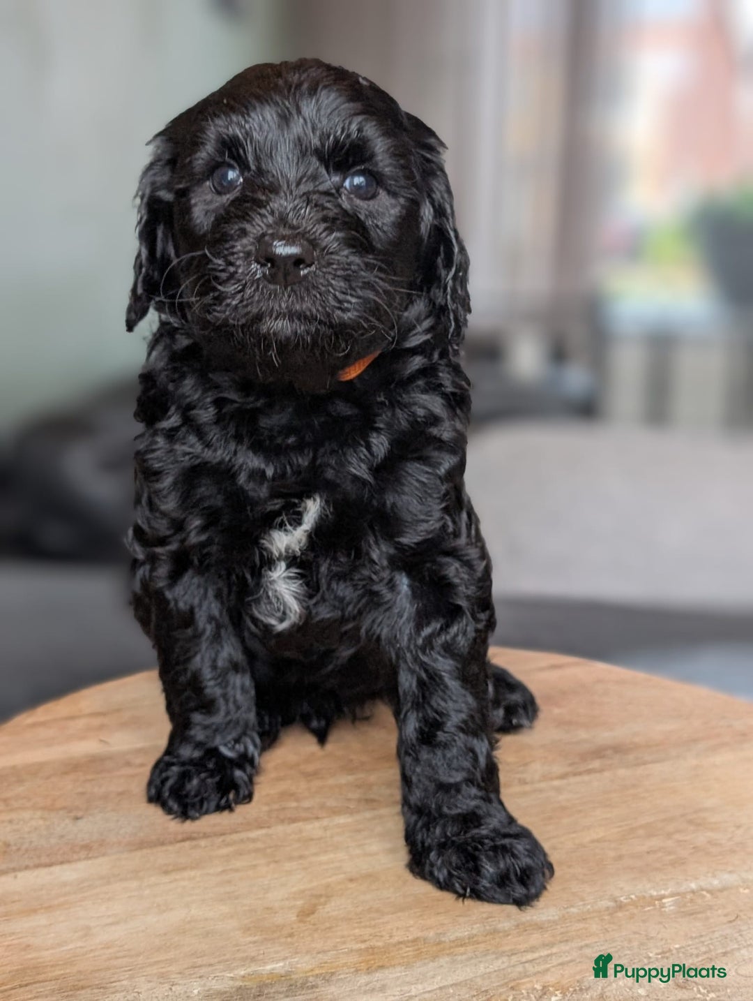 Labradoodle honden te koop: Zwarte medium labradoodles (nog 3 beschikbaar) - Advertentie 7