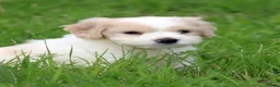 Kruising honden te koop: Kruising Cavalier King Charles Spaniel - Advertentie 5