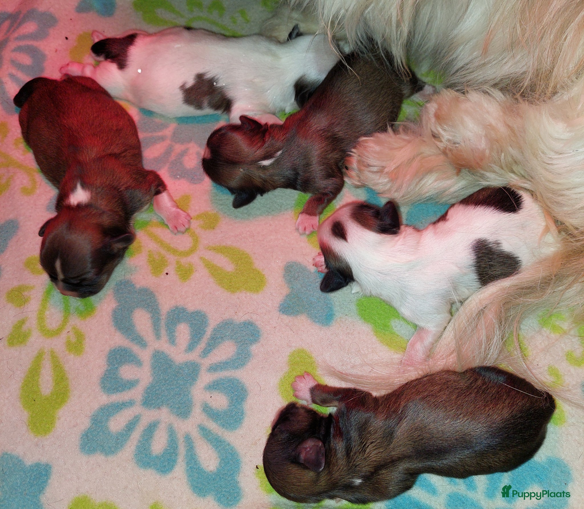 Shih Tzu honden Shih tzu pups  - Advertentie 18