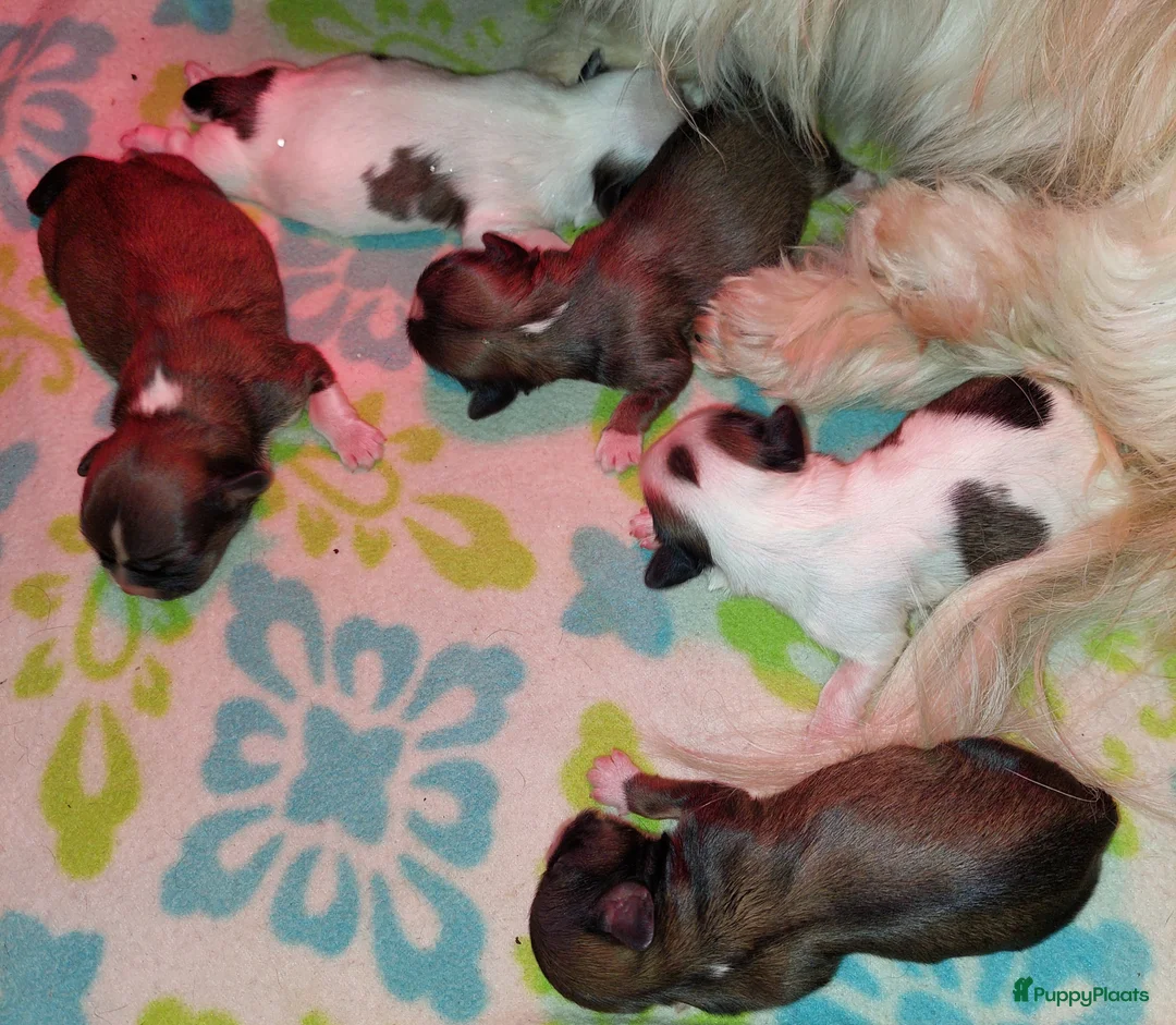 Shih Tzu honden te koop: Shih tzu pups  - Advertentie 1