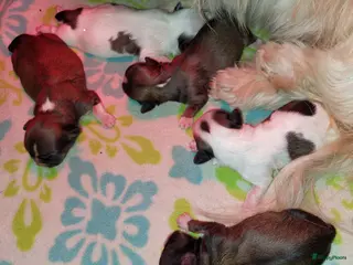 Shih Tzu honden Shih tzu pups - Advertentie 18