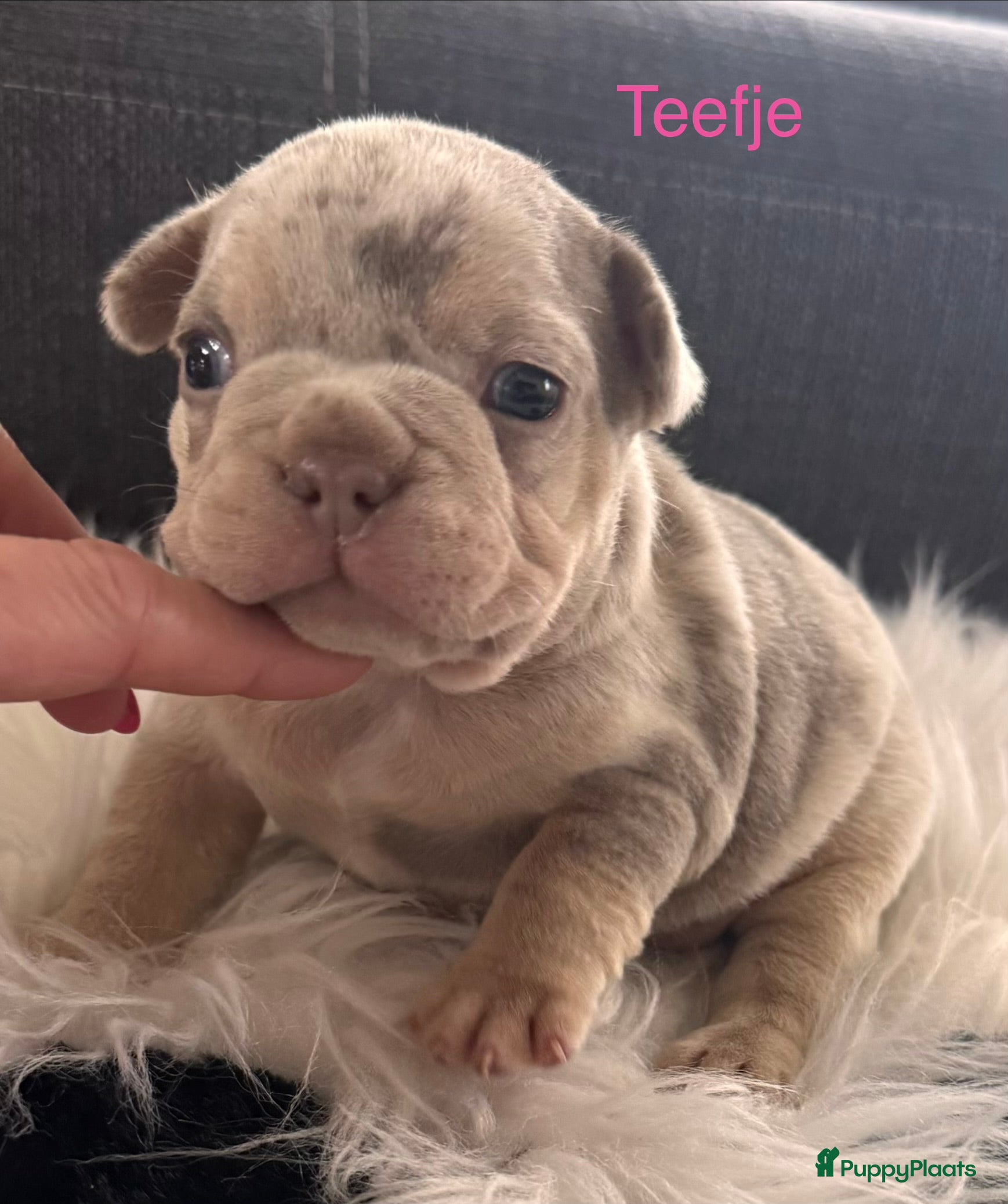 Franse Bulldog honden Unieke Franse Bulldog pups  - Advertentie 1