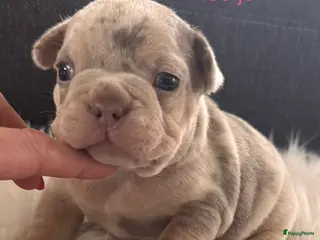 Franse Bulldog honden Unieke Franse Bulldog pups - Advertentie 2