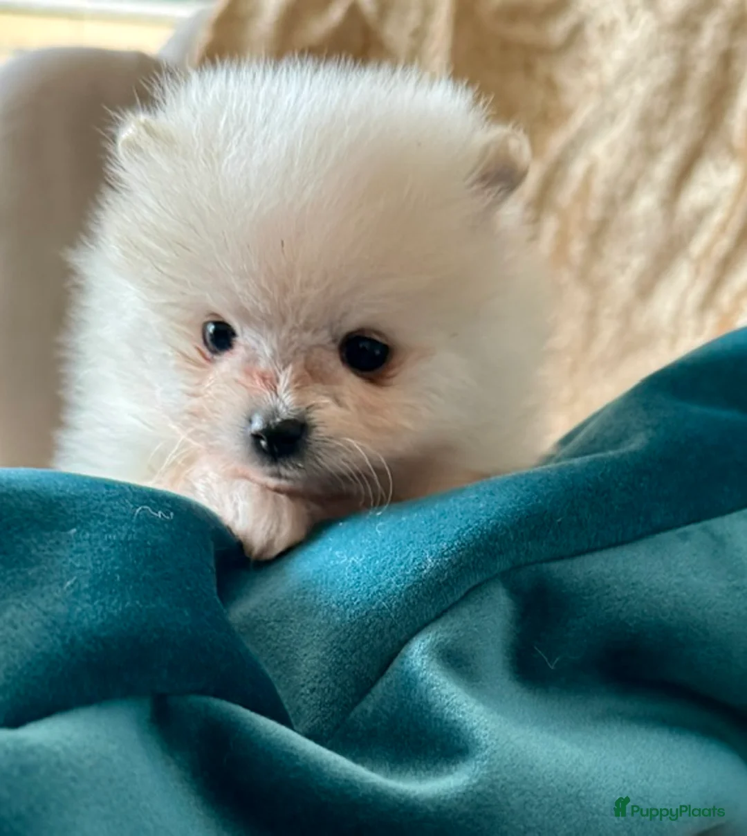 Pomeriaan honden te koop: Pomeriaan puppy's - Advertentie 2