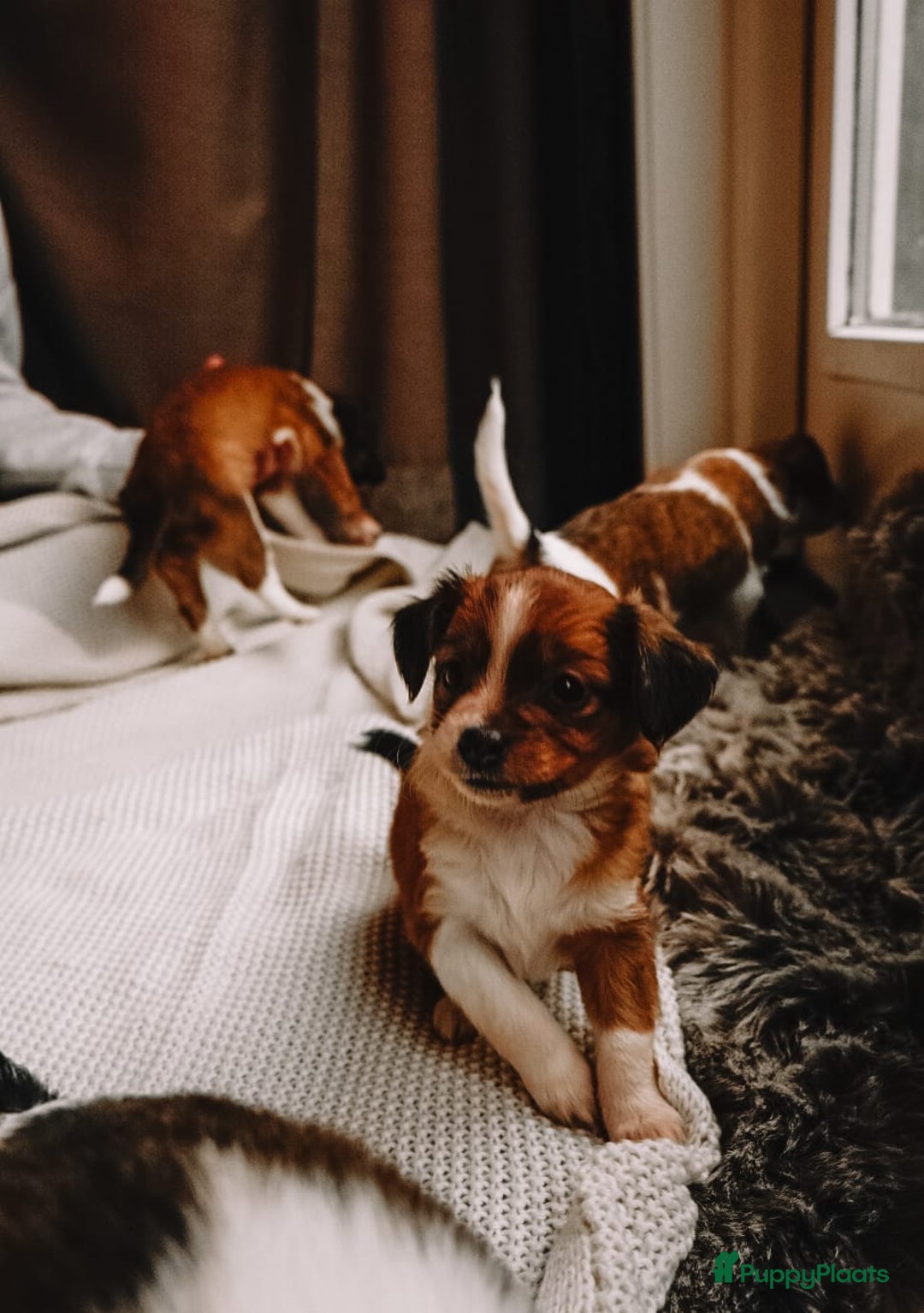 Kooikerhondje honden te koop: 8 week oude kooikerpups op zoek naar warm thuis. - Advertentie 14