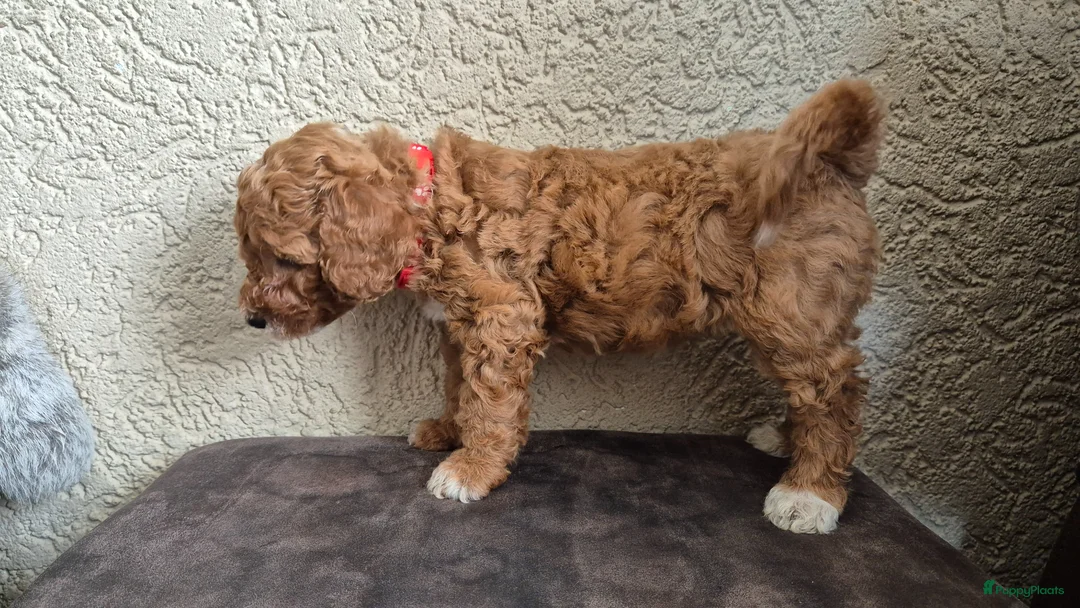 Cockapoo honden te koop: 2 mooie cockapoo meisjes - Advertentie 2