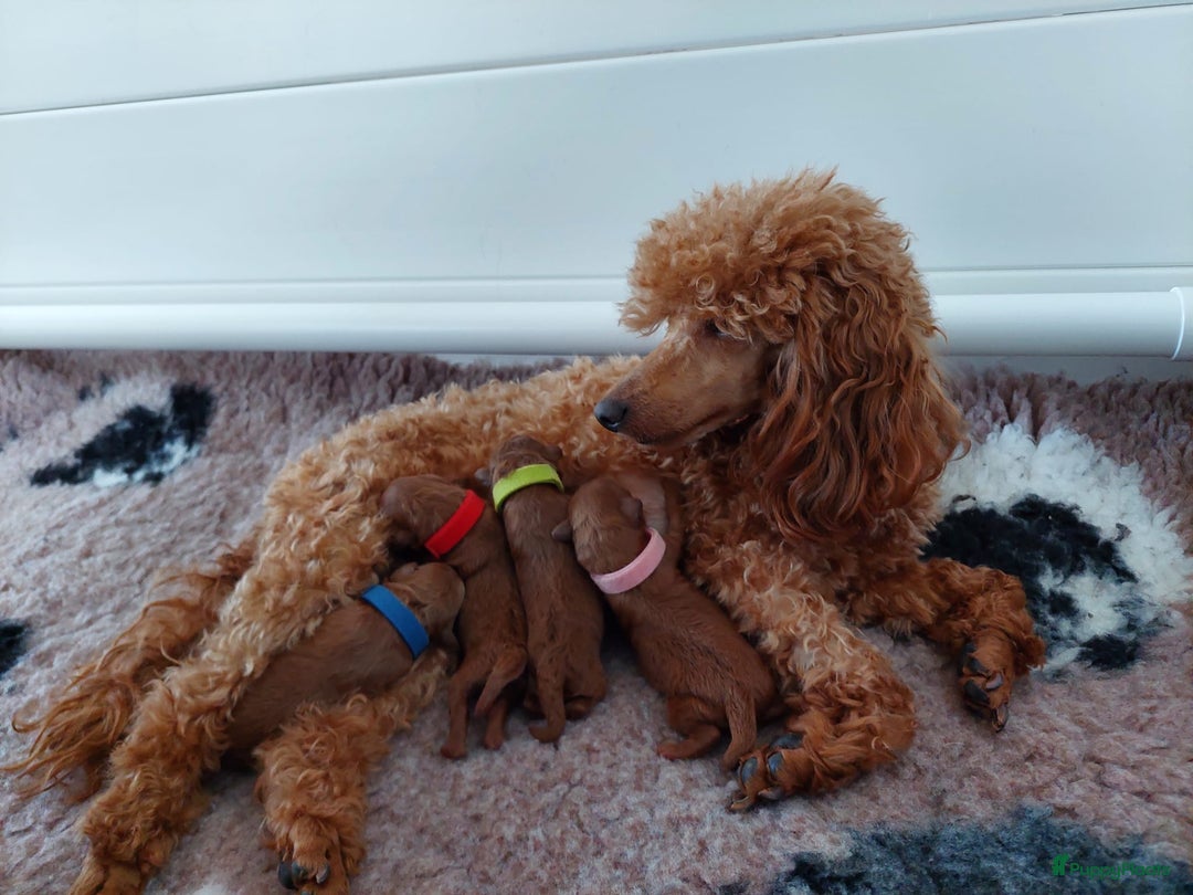 Poedel Toy honden te koop: Te koop Toy Poedels met FCI stamboom in Alblasserdam - Afbeelding 4