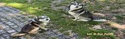 Pomsky honden te koop: Pomsky puppy’s F4+, 100% Amerikaanse bloedlijn - Advertentie 13