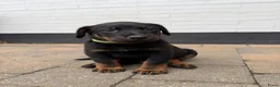 Beauceron honden te koop: Beauceron pups - Advertentie 7