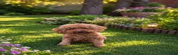 Kruising honden te koop: Dwergpoedelpuppy’s  - Advertentie 6
