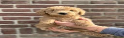 Labradoodle honden te koop: Mini/medium Labradoodles - Advertentie 3