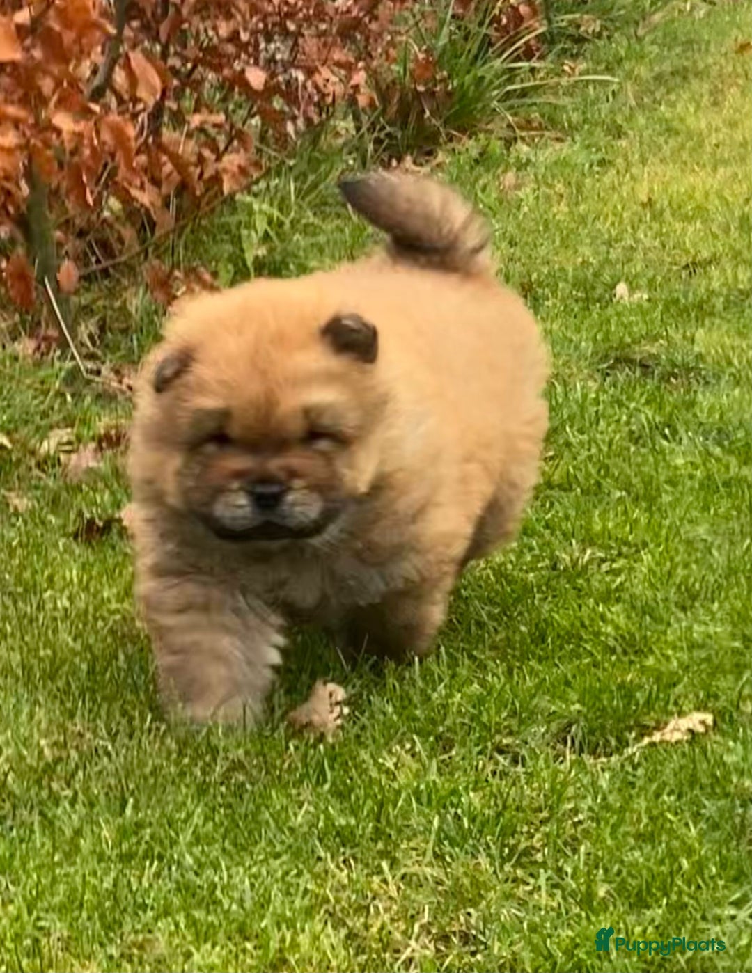 Chow Chow honden te koop: Nog 2 chow chow pups beschikbaar - Advertentie 4