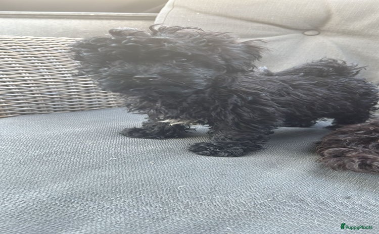 Poedel Toy honden - Advertentie 2