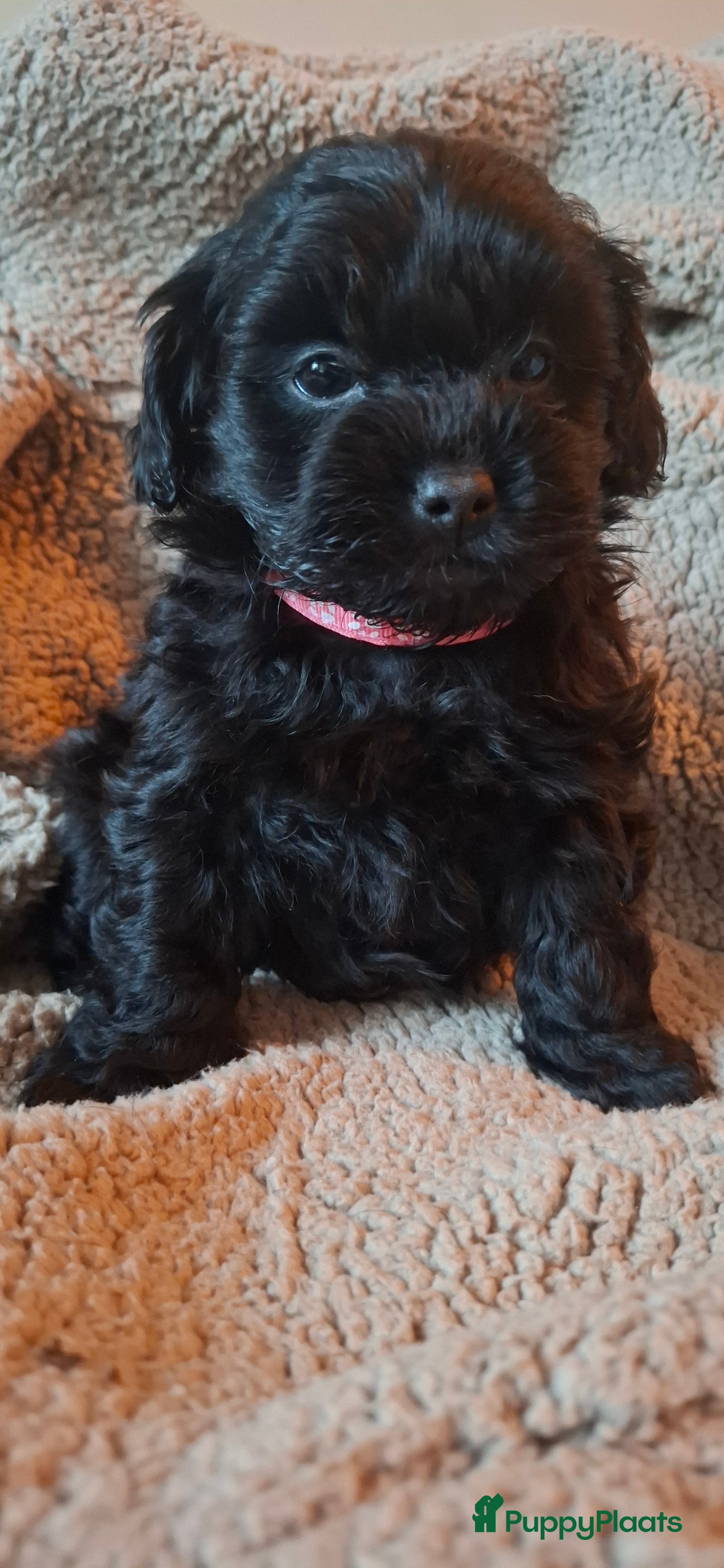 Maltipoo honden Prachtige maltipoo pups 🥰 - Advertentie 2