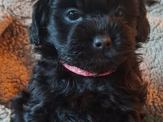 Maltipoo honden Prachtige maltipoo pups 🥰 - Advertentie 1