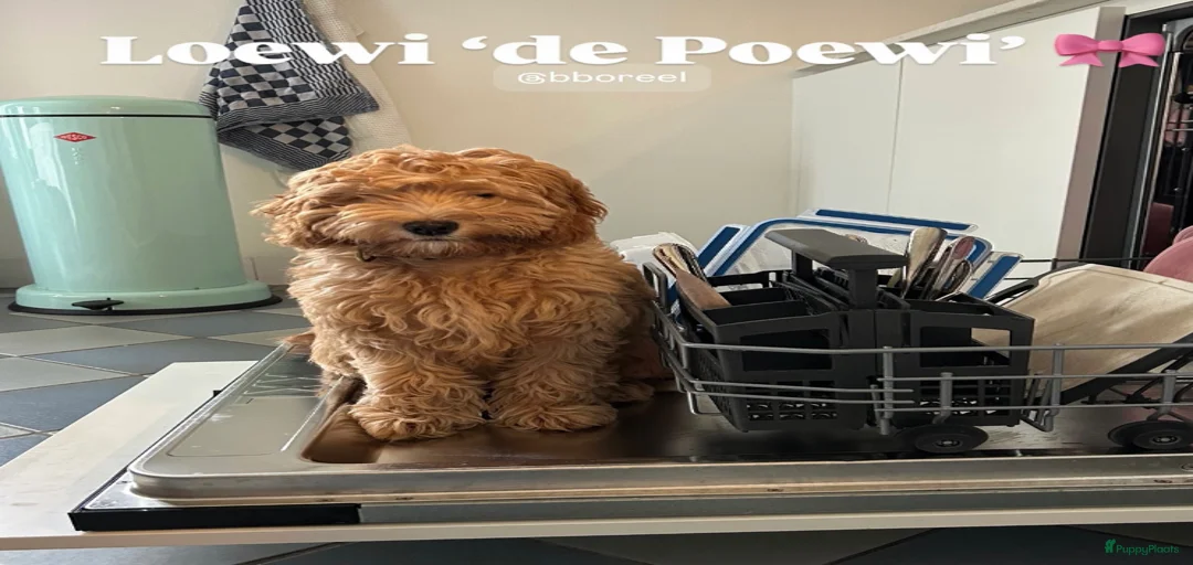 Galerij afbeelding {{count}}