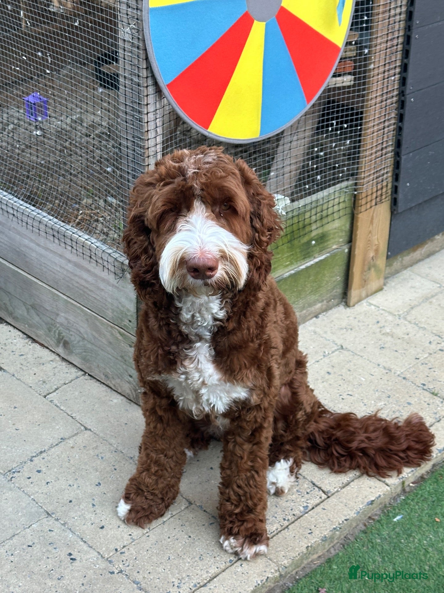 Australian Labradoodle honden Australian Labradoodle  - Advertentie 1