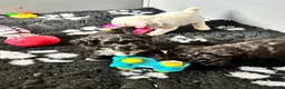 Labradoodle honden te koop: Nog 4 Mini Labradoodle pups beschikbaar.  - Advertentie 7