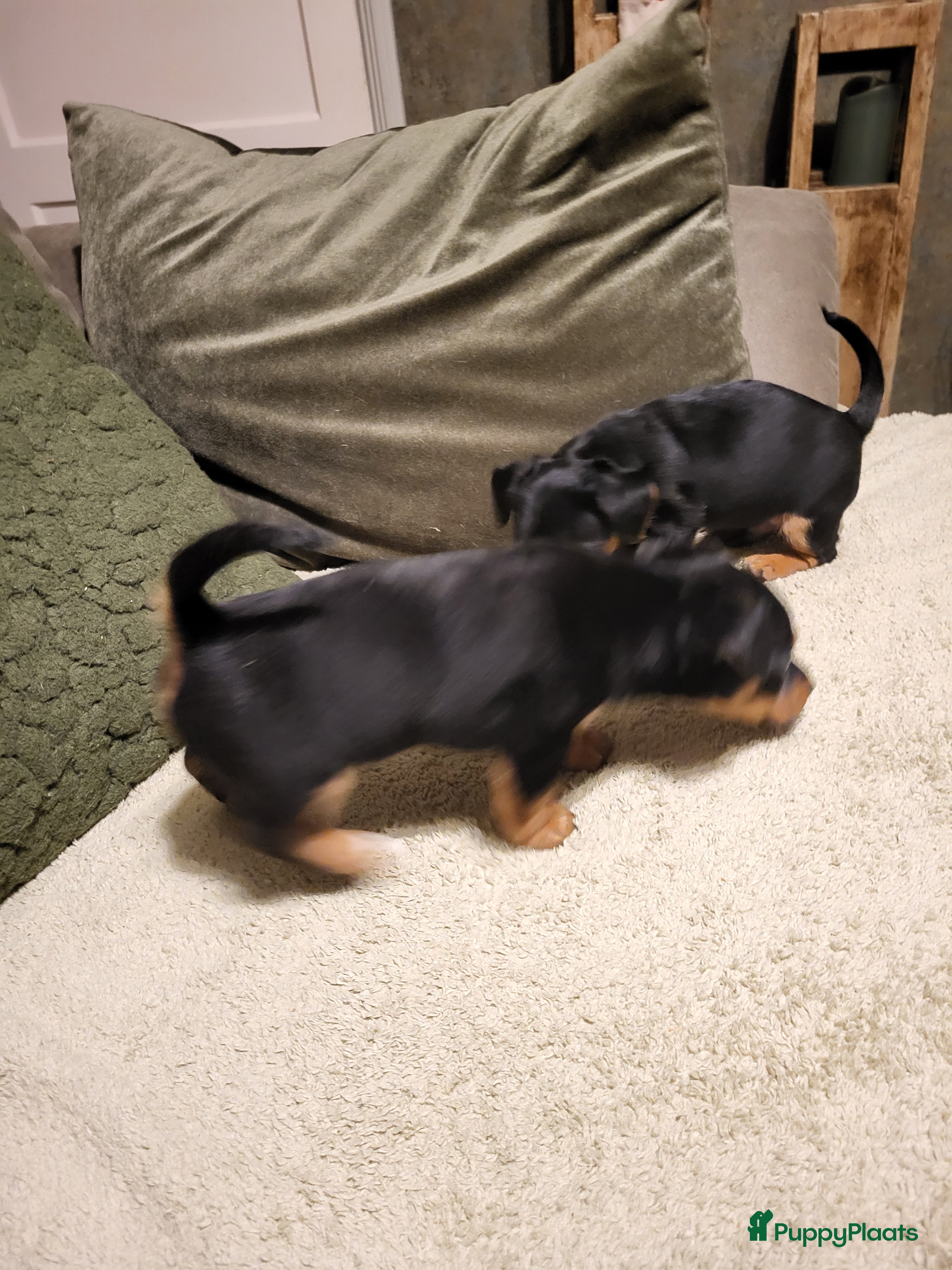 Jack Russel Terriër honden Black en tan  broertjes zoeken nog een warm mandje - Advertentie 1