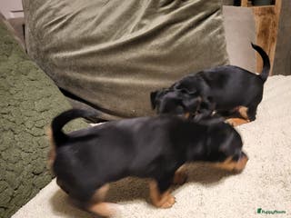 Jack Russel Terriër honden te koop: Black en tan broertjes zoeken nog een warm mandje - Advertentie 1