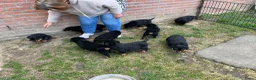 Rottweiler honden te koop: Pups rotweiler in Weert - Advertentie 3