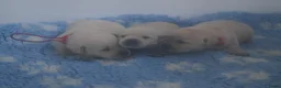 Labrador Retriever honden te koop: Authentieke Gele Labrador Pups Met Stamboom - Advertentie 6