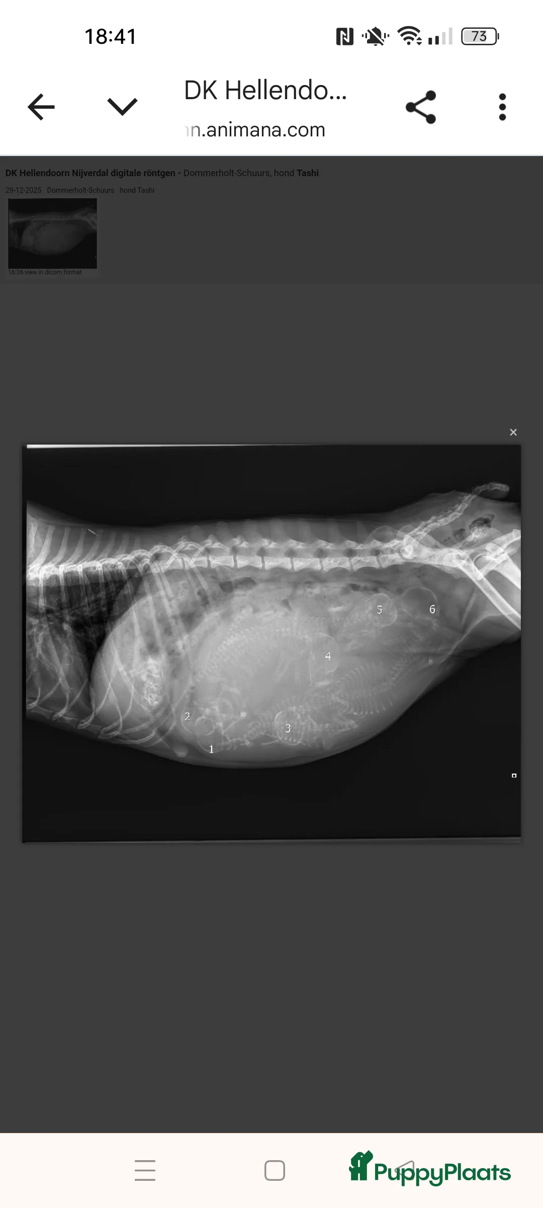 Kruising honden te koop: Tobekan pups Tibetaanse terrier x Cocker Spaniel  - Advertentie 3