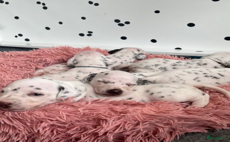 Dalmatiër honden - Advertentie 1