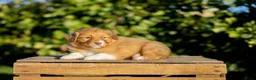Kruising honden te koop: Gesocialiseerde Australian Shepherd x Toller pups - Advertentie 6