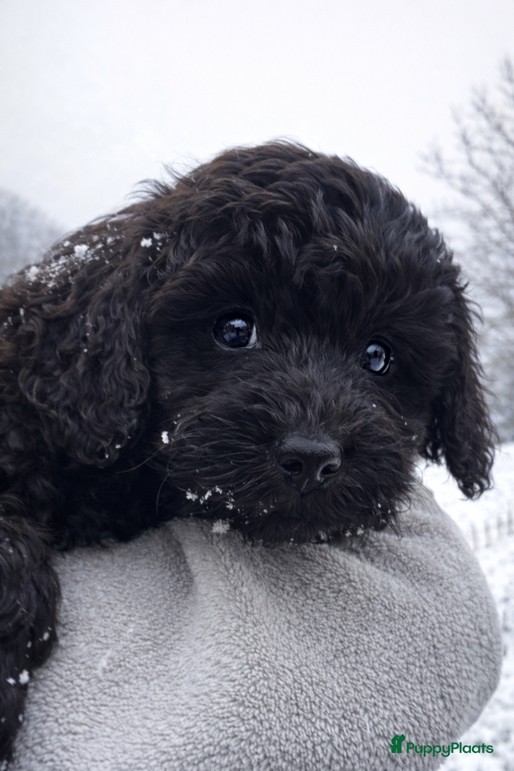 Labradoodle honden Labradoodle(multigen) pups mini/midi  - Advertentie 2