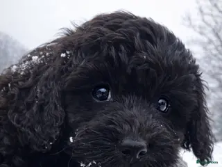 Labradoodle honden Labradoodle(multigen) pups mini/midi - Advertentie 2
